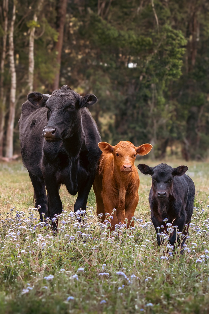 cows, flower wallpaper, cattle, beautiful flowers, bull, flower background, calves, animals, nature, mammals, livestock, flowers, meadow