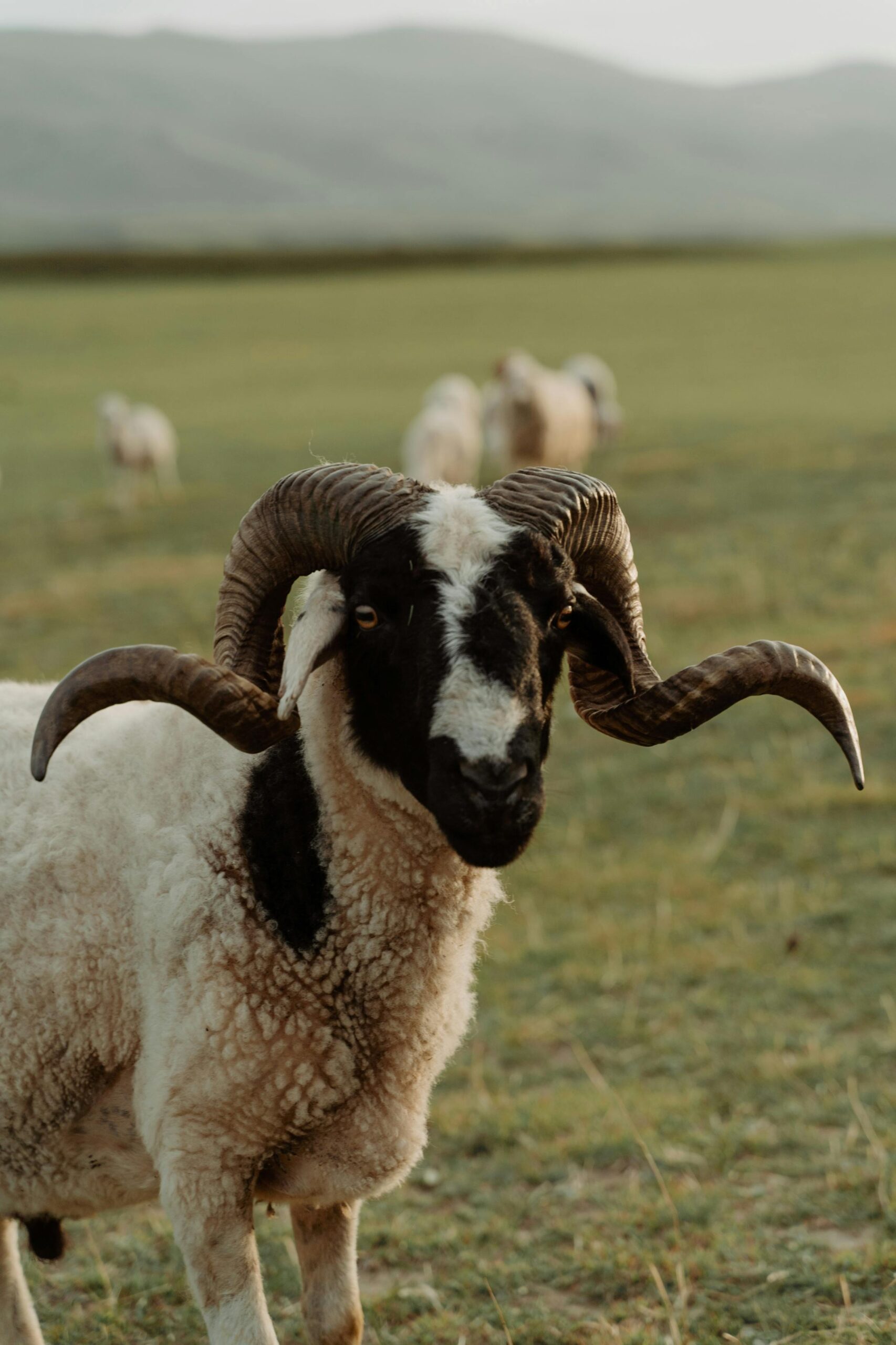 A ram with prominent horns stands in a grassy field, showcasing its impressive features.
